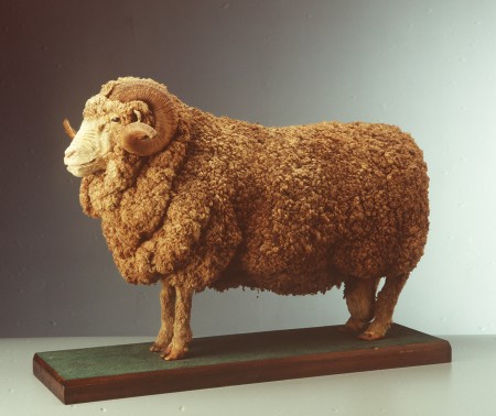 A taxidermied stud ram, with a full coat of wool and two curled horns mounted on a wooden platform.